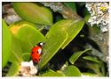 Coccinelle