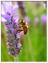 IMG_0557_modifié