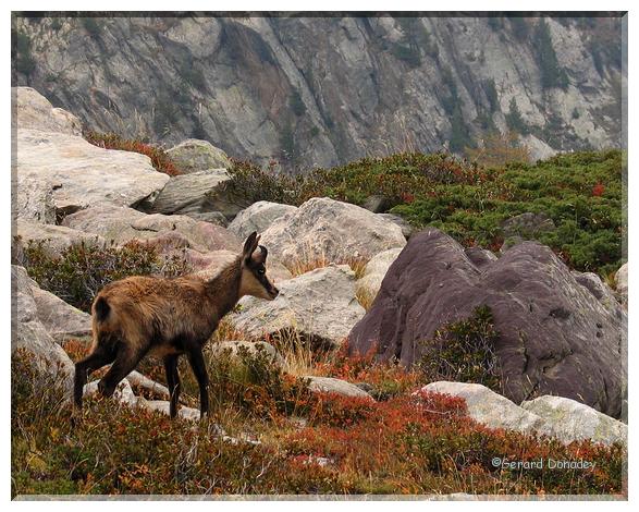 chamois